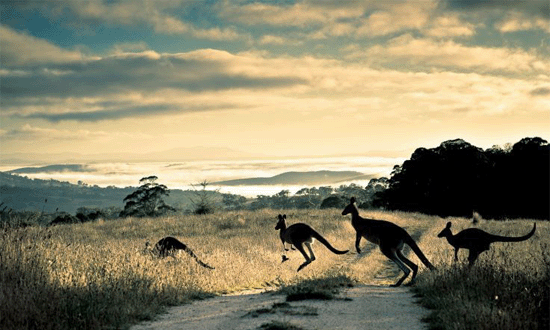Kangaroo Island Marathon and Half Marathon